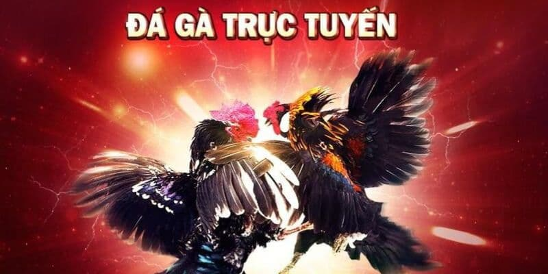 AE88.com.co - Trang Đá Gà Trực Tuyến Uy Tín Số 1 Châu Á